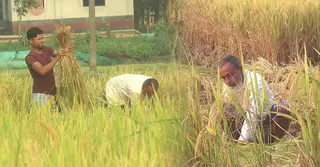 ধামরাইয়ে আমন ধানের বাম্পার ফলন, শ্রমিক সংকটে দুশ্চিন্তা কৃষকের